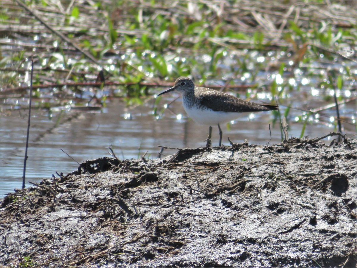 Solitary Sandpiper - ML230324531