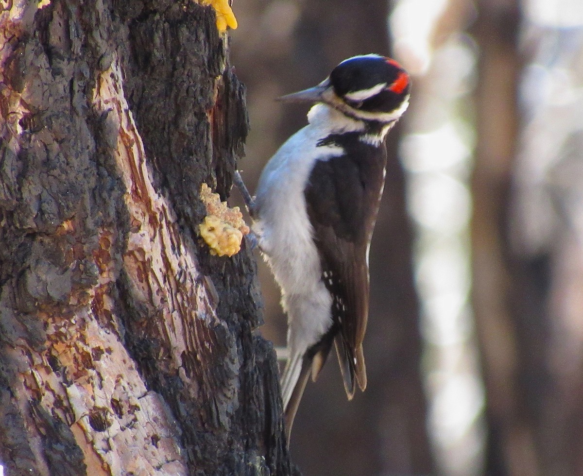 Hairy Woodpecker - Adam C. Stein