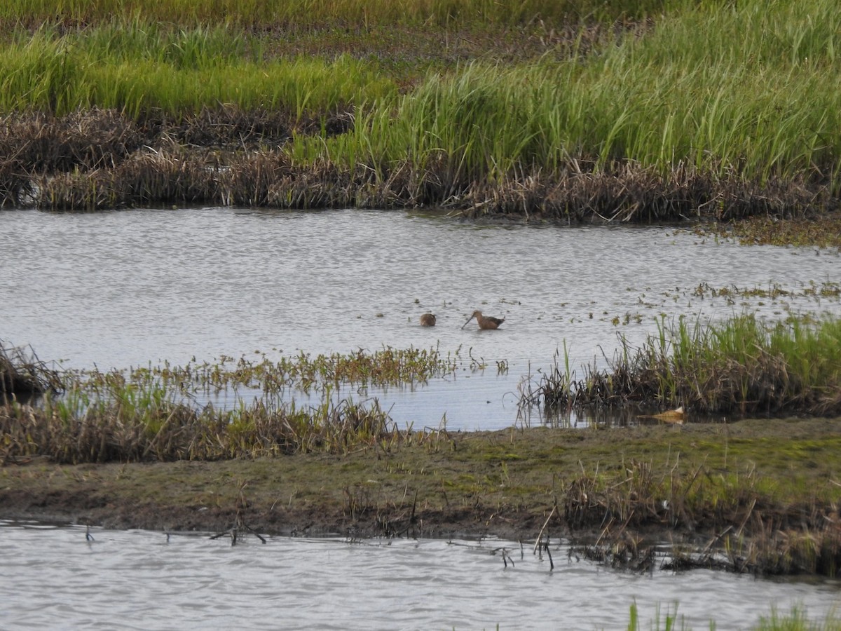 Long-billed Dowitcher - ML230324591