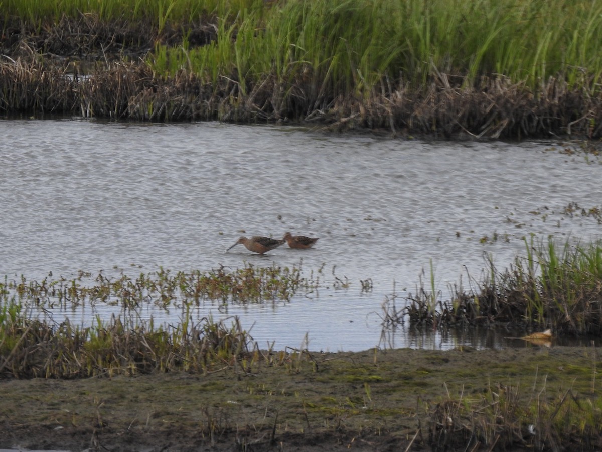 Long-billed Dowitcher - ML230324601