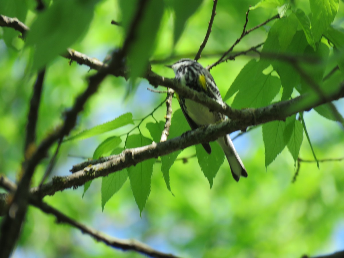 Yellow-rumped Warbler (Myrtle) - ML230325481