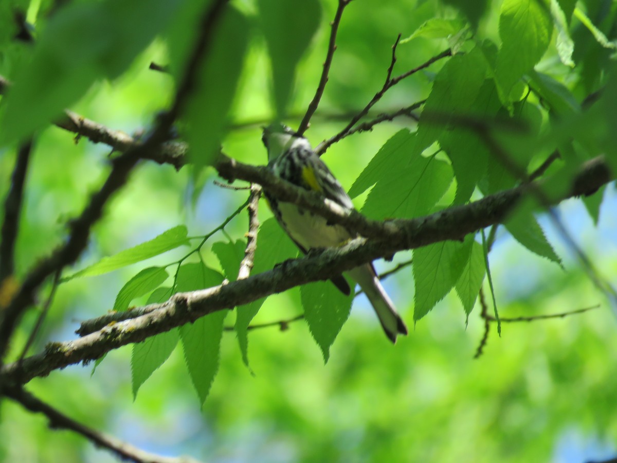 Yellow-rumped Warbler (Myrtle) - ML230325561