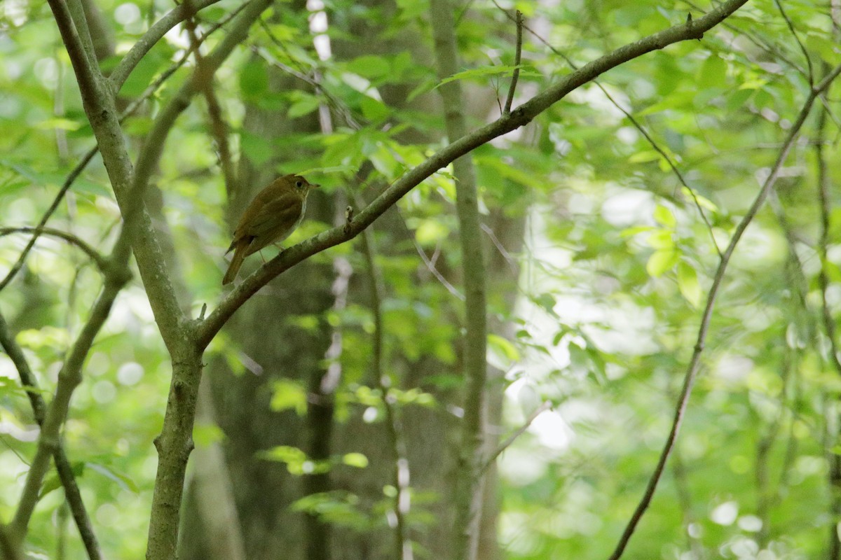 Veery - ML230326761