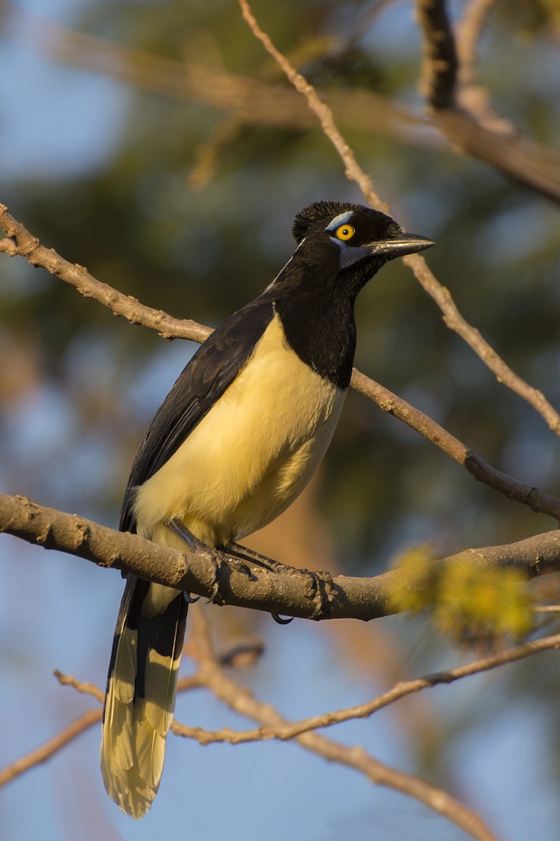 Plush-crested Jay - ML230327741