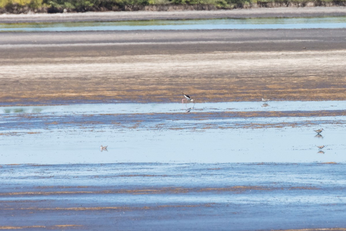 Wilson's Phalarope - ML230327761