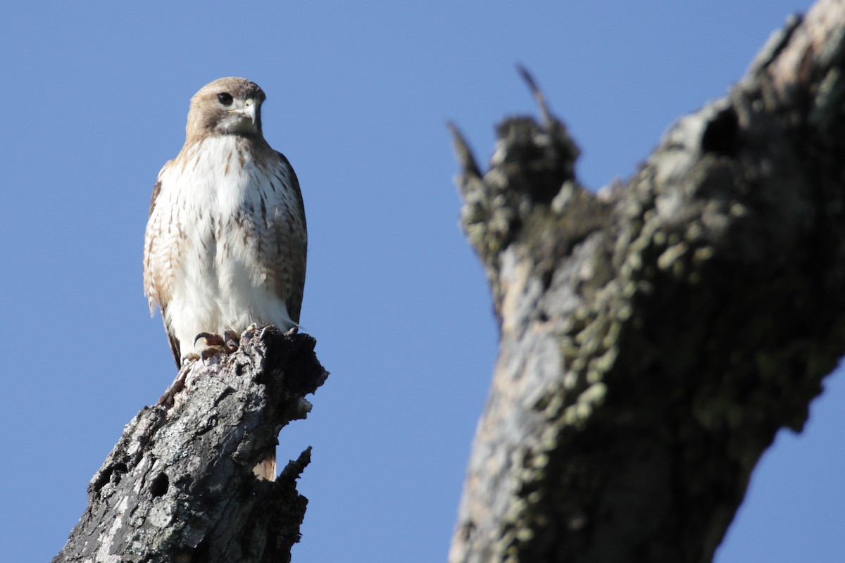 Red-tailed Hawk (borealis) - ML230327971