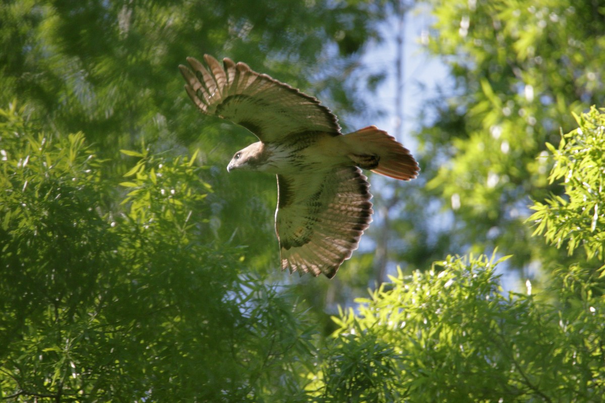 Red-tailed Hawk (borealis) - ML230328111