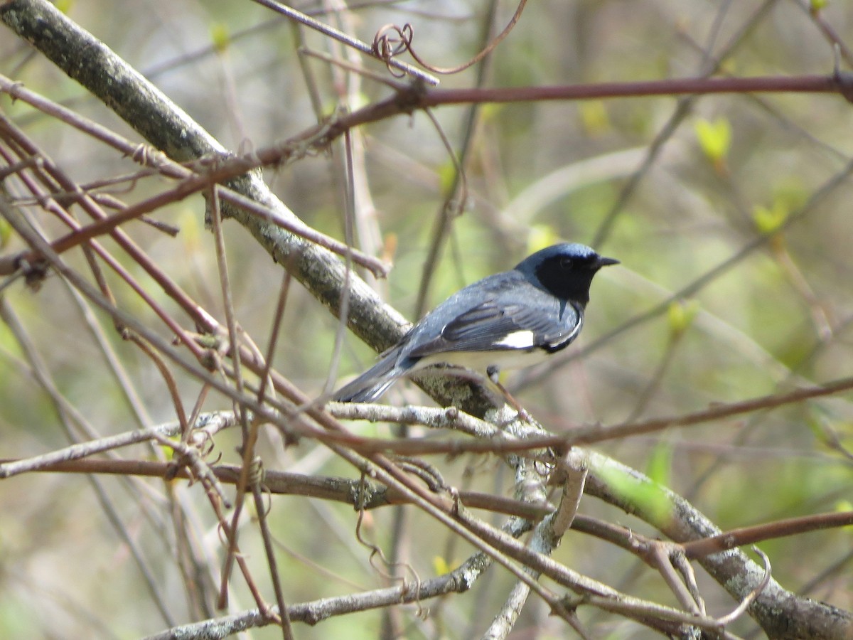 Paruline bleue - ML230329021