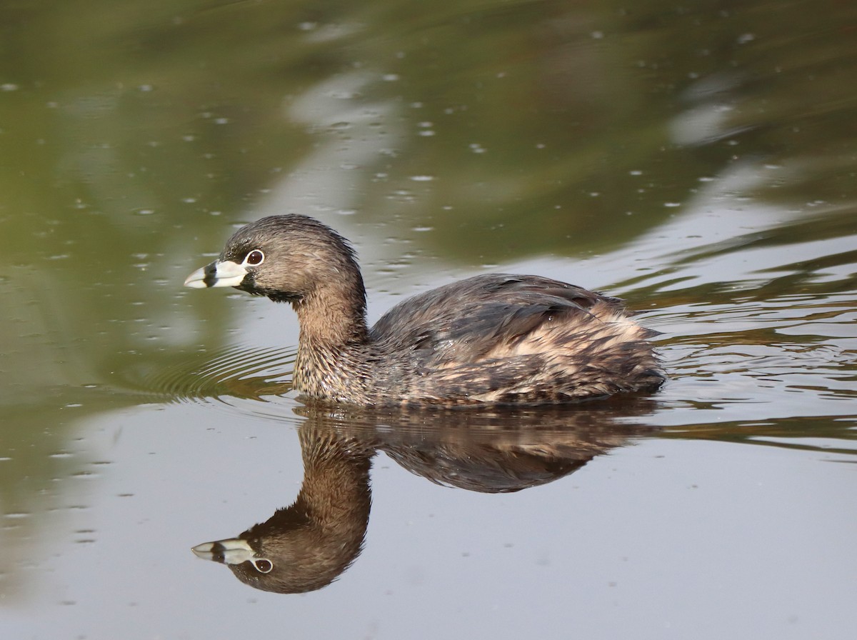 Pied-billed Grebe - Claudio Véliz