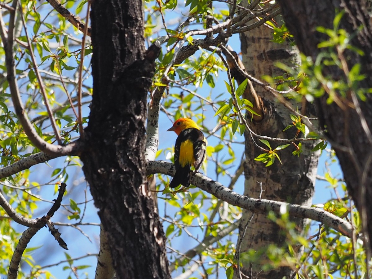 Western Tanager - ML230333611