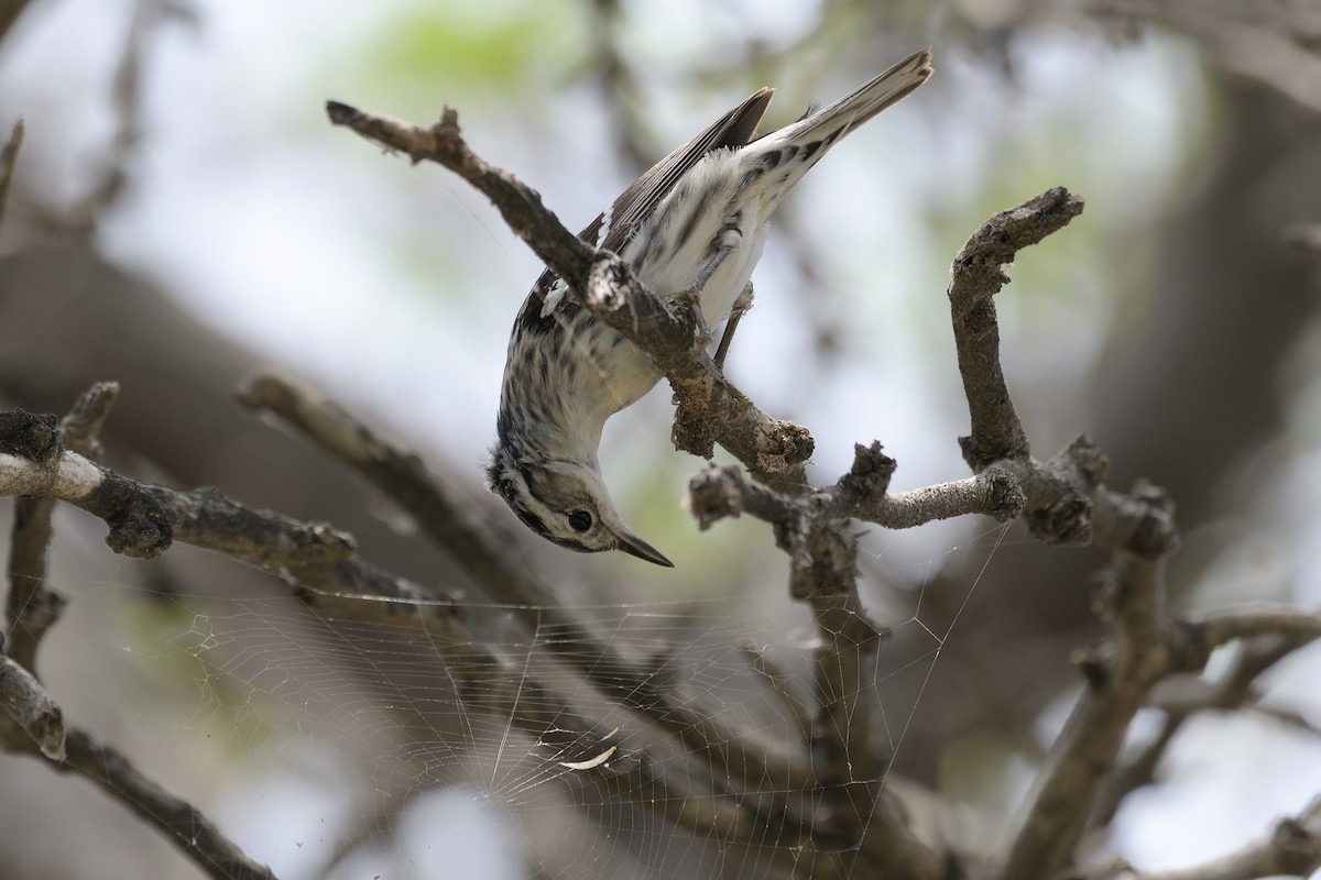 Black-and-white Warbler - ML230334051