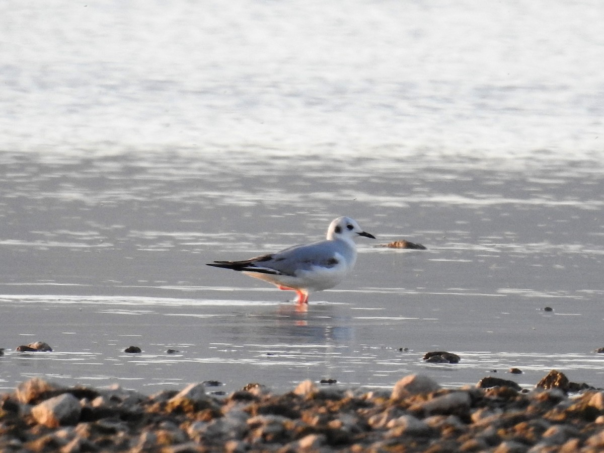 Bonaparte's Gull - Tina Toth