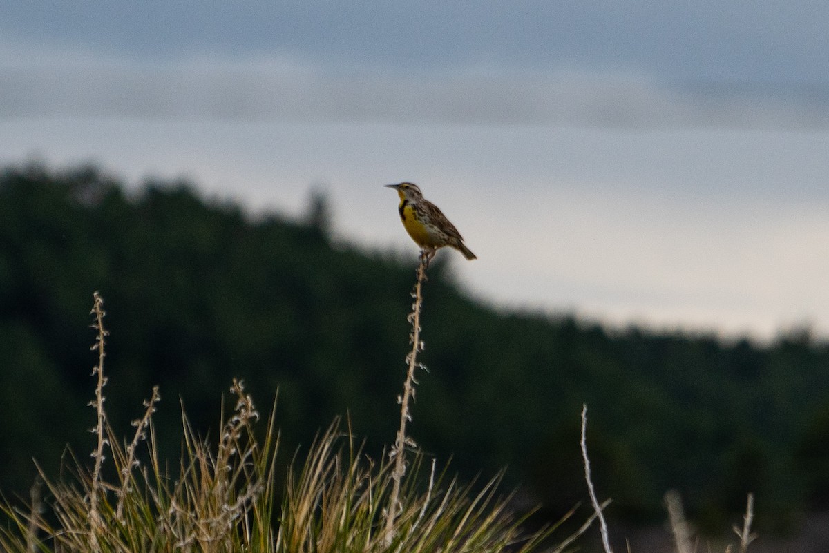 Western Meadowlark - ML230335351