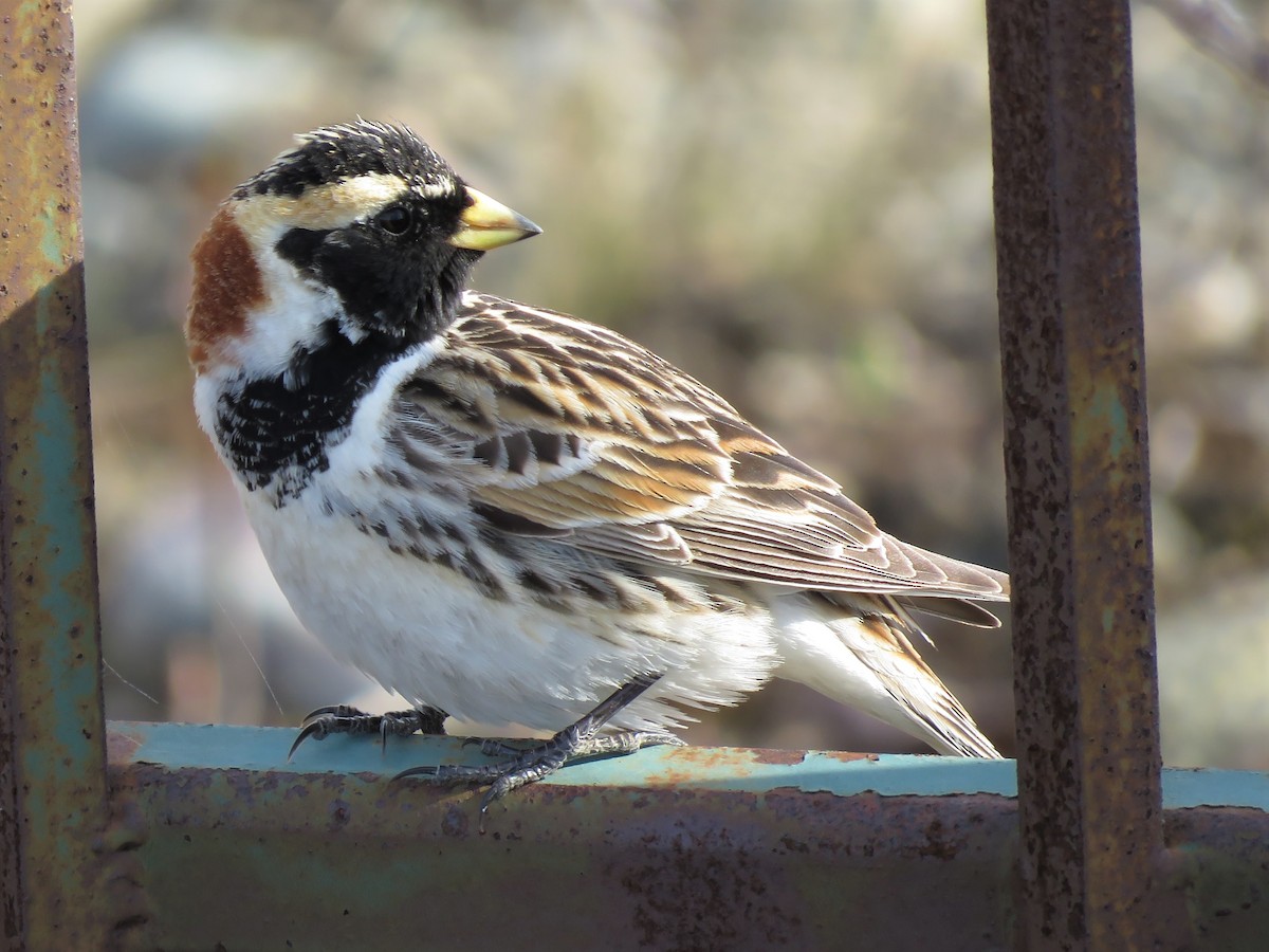 Lapland Longspur - ML230336011