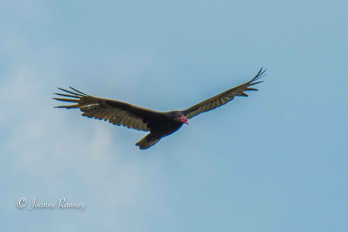 Turkey Vulture - Joanne Ranney