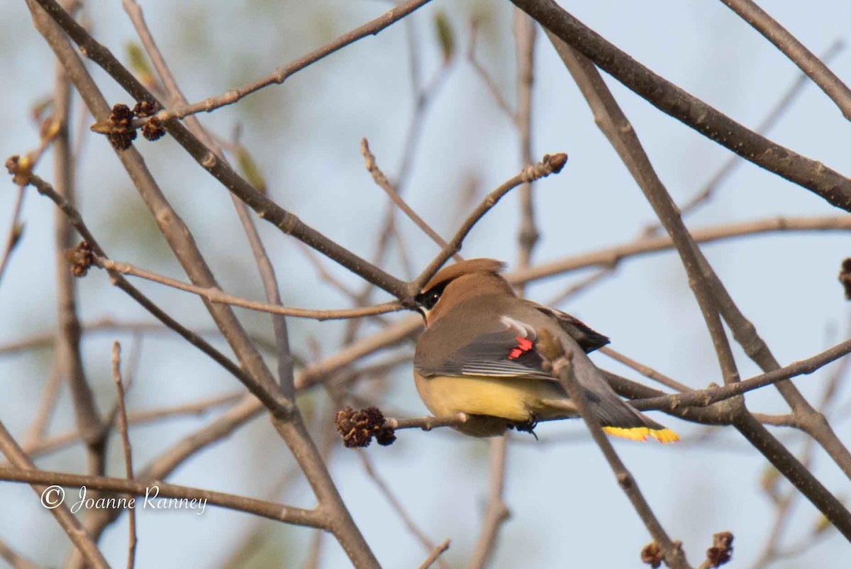 Cedar Waxwing - Joanne Ranney