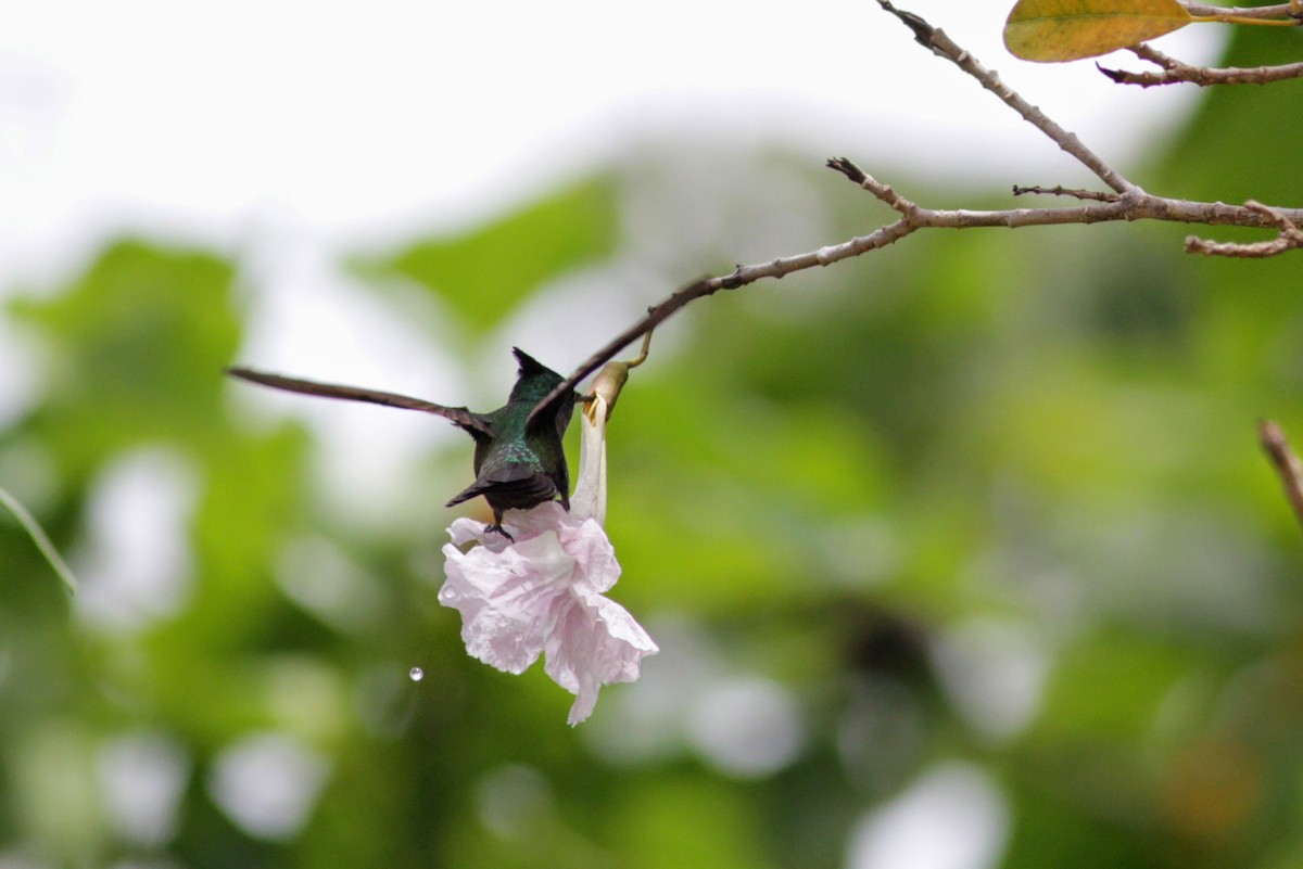 Antillean Crested Hummingbird (Lesser Antilles) - Jay McGowan