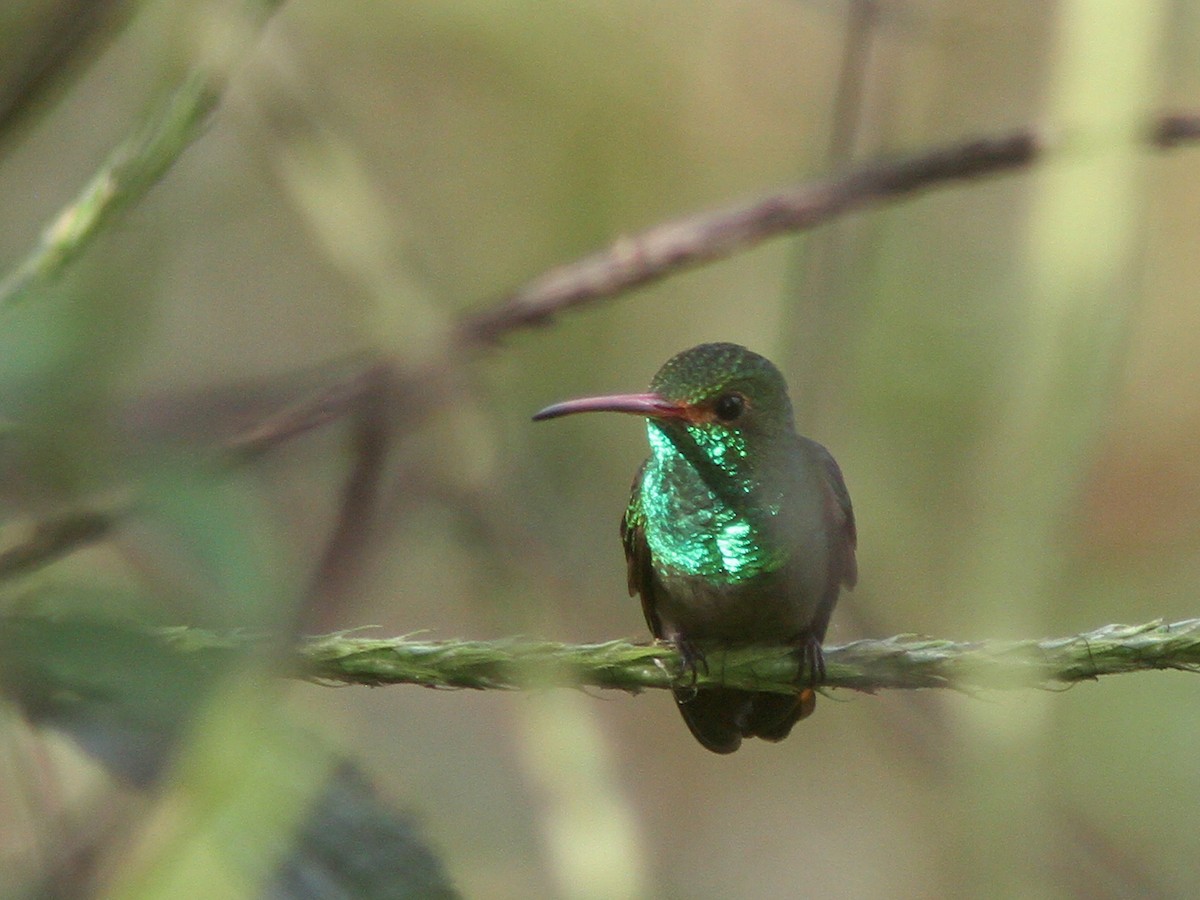 Rufous-tailed Hummingbird - ML23034291