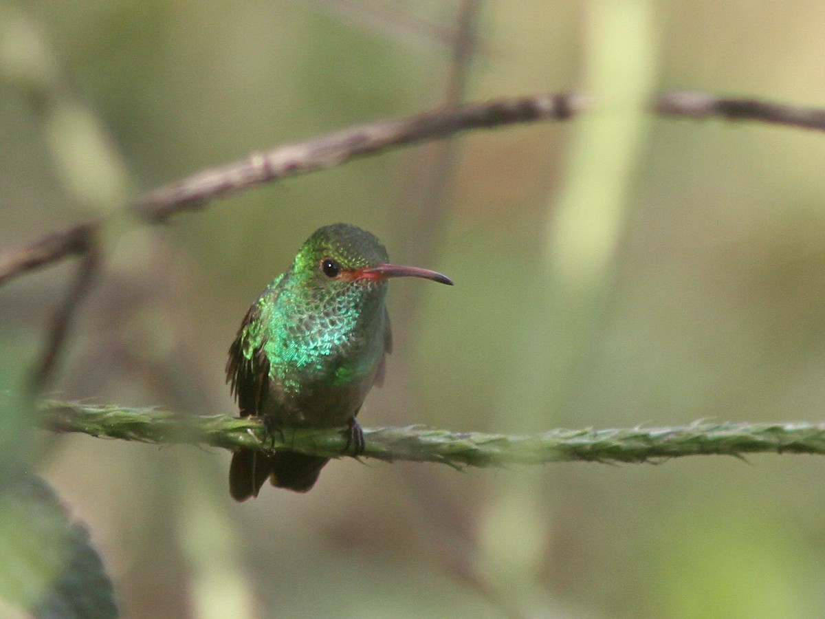 Rufous-tailed Hummingbird - ML23034331