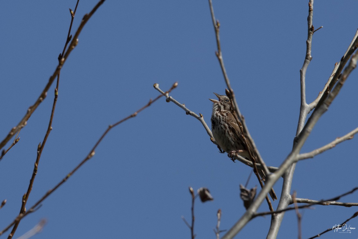 Song Sparrow - Matthew DeLorenzo