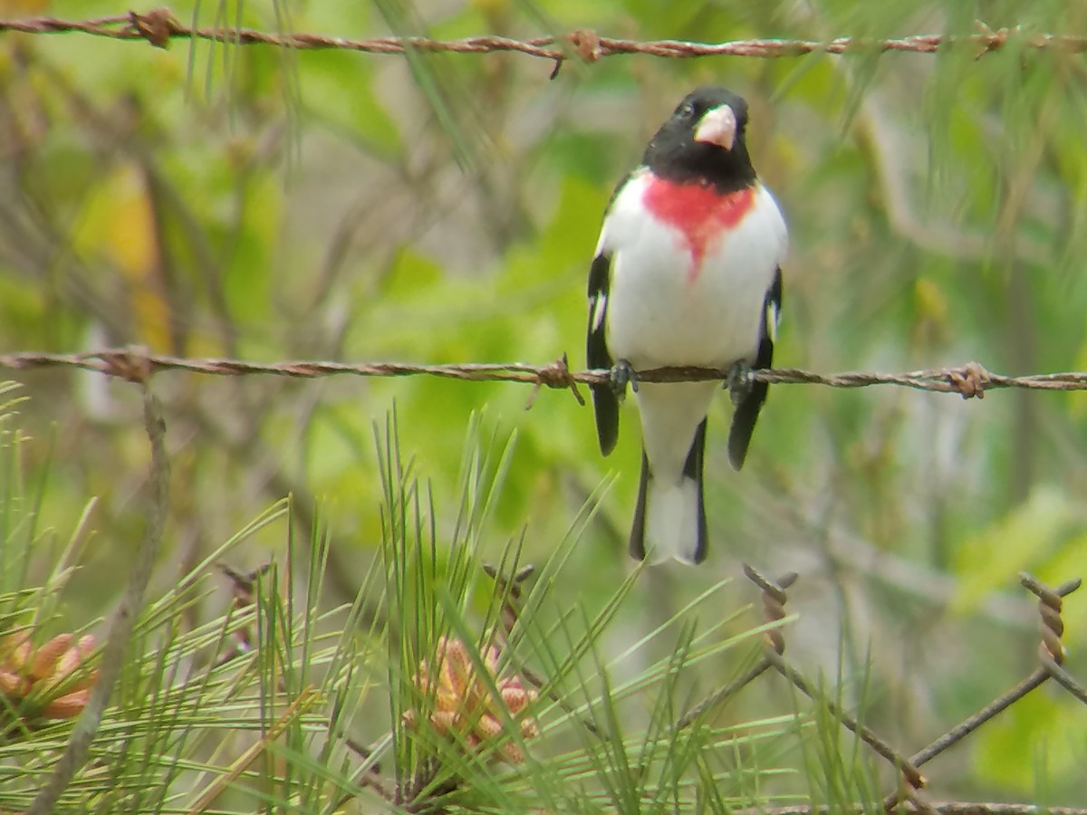 Rose-breasted Grosbeak - ML230346261