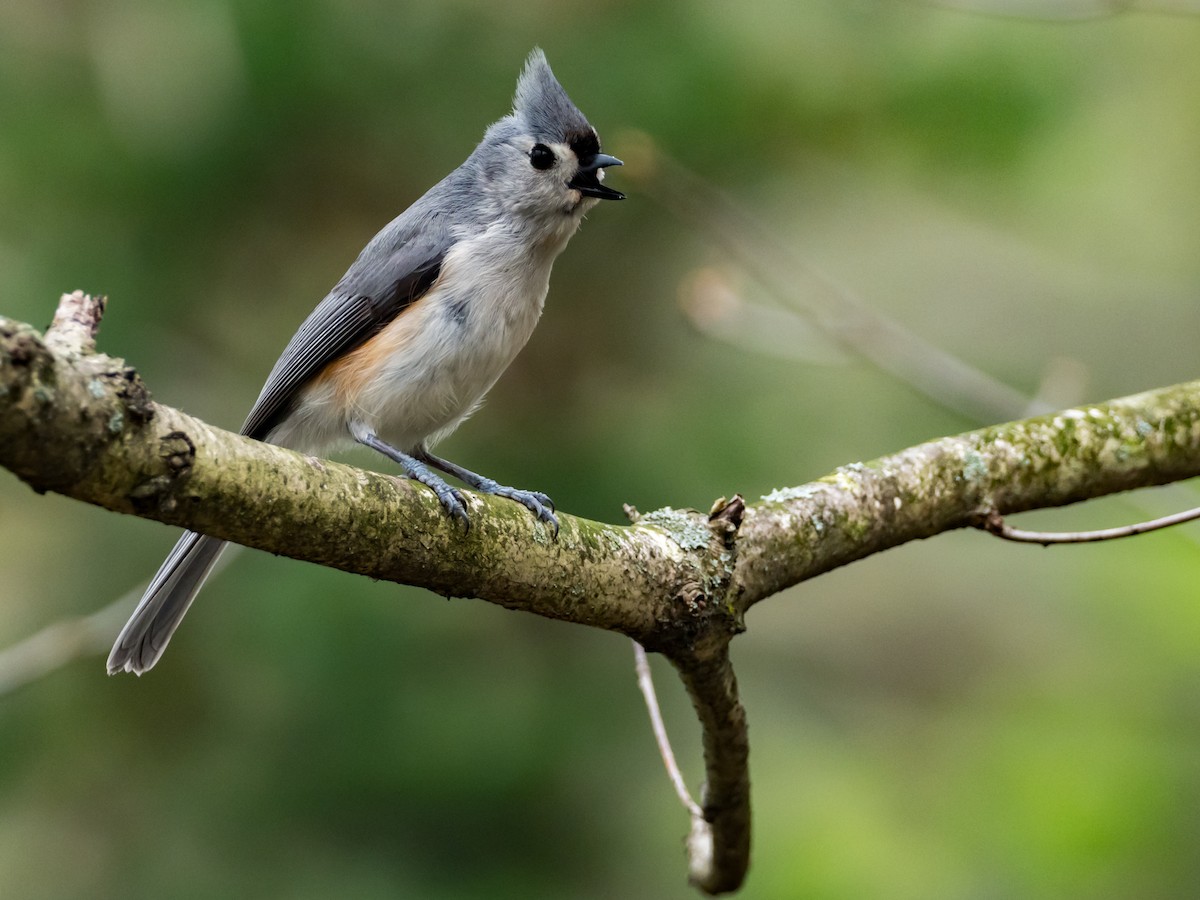 Tufted Titmouse - ML230346701