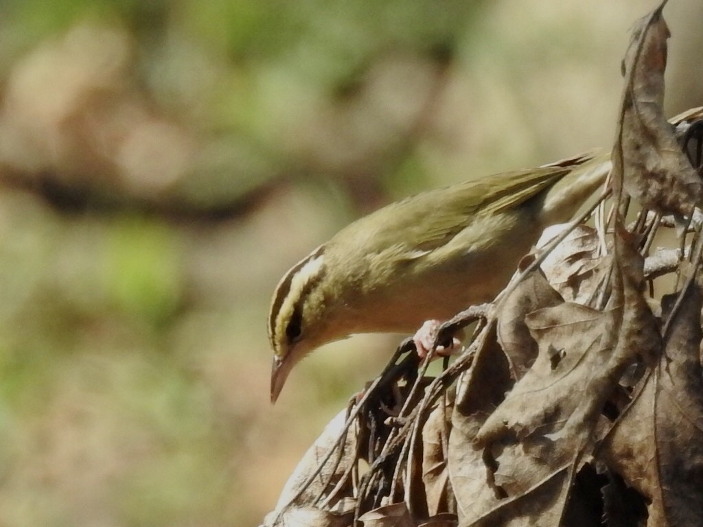 Worm-eating Warbler - Jayne L