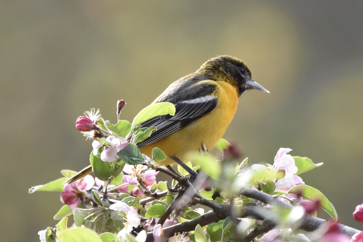 Baltimore Oriole - ML230347631