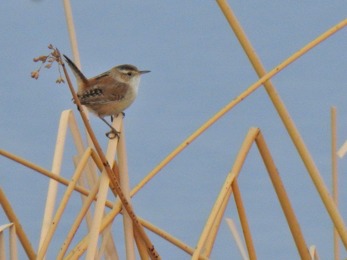 Marsh Wren - Liz Soria