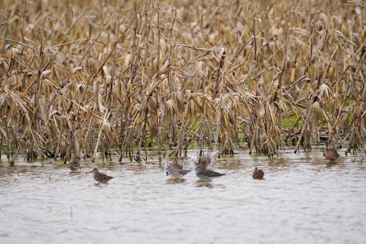 Long-billed Dowitcher - ML230348071