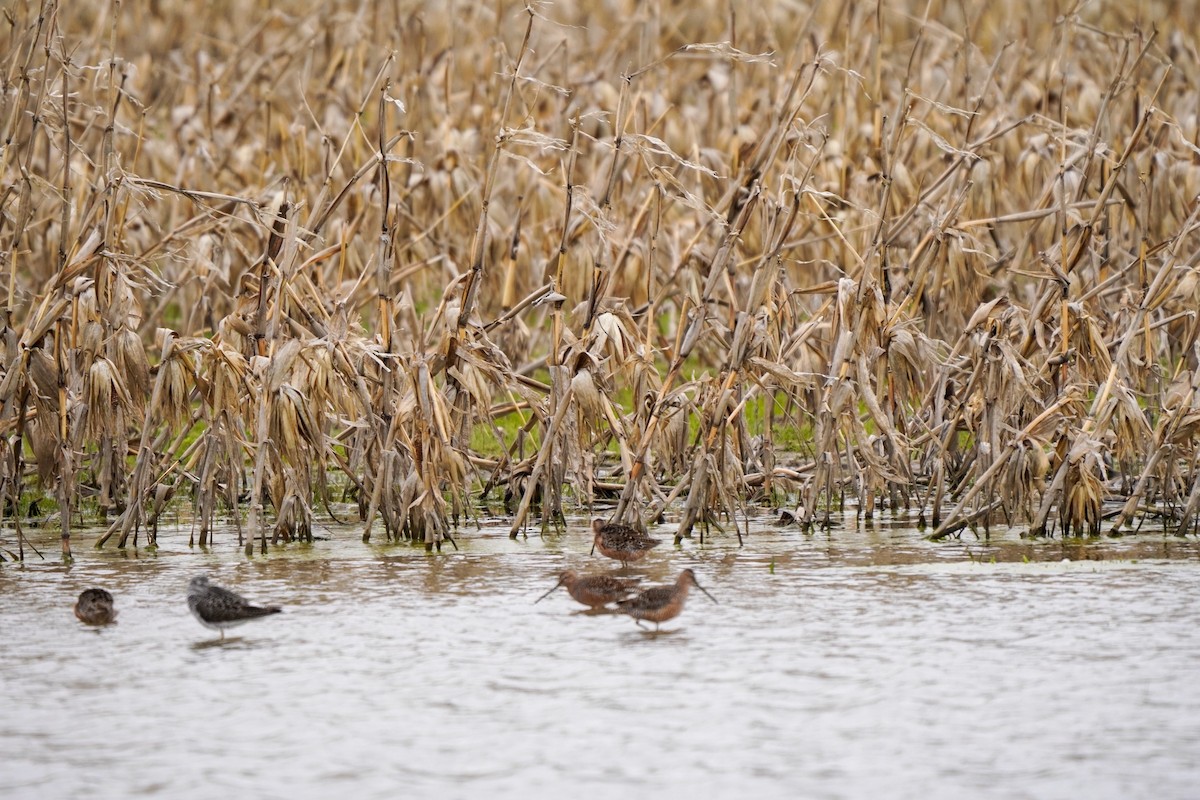 Long-billed Dowitcher - ML230348081