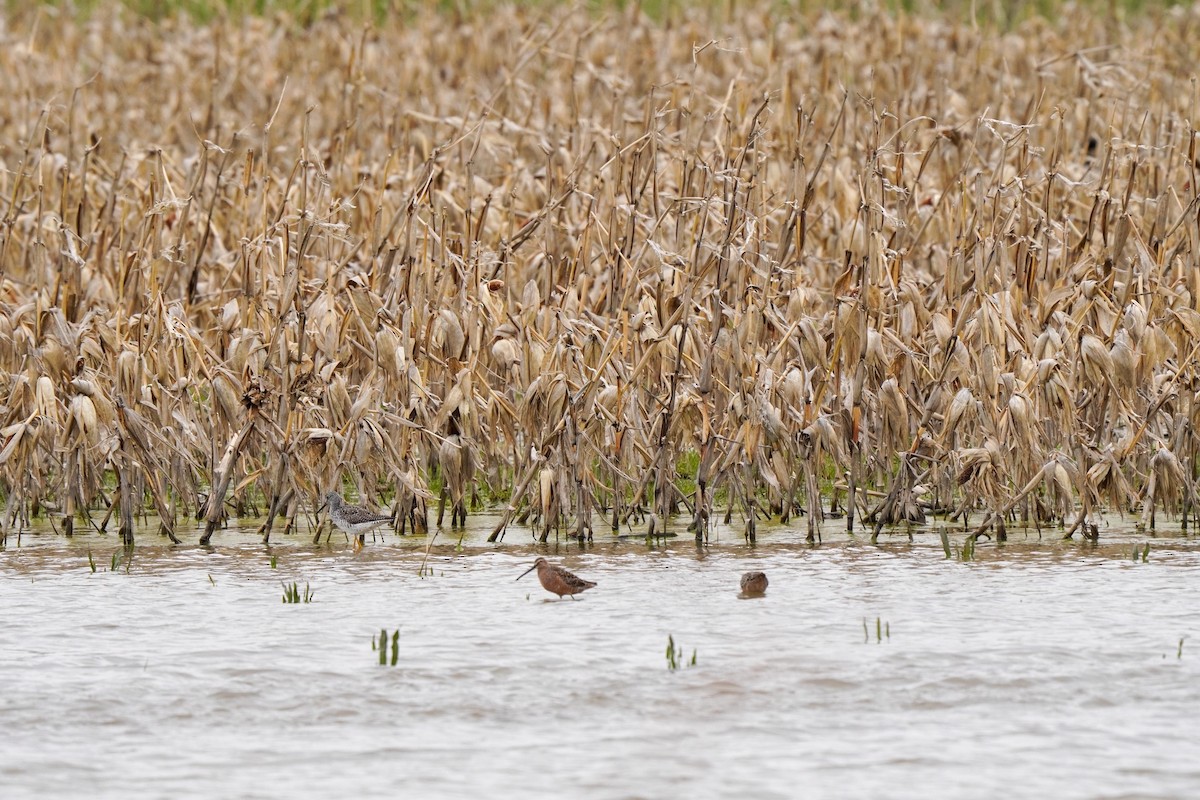 Long-billed Dowitcher - ML230348091