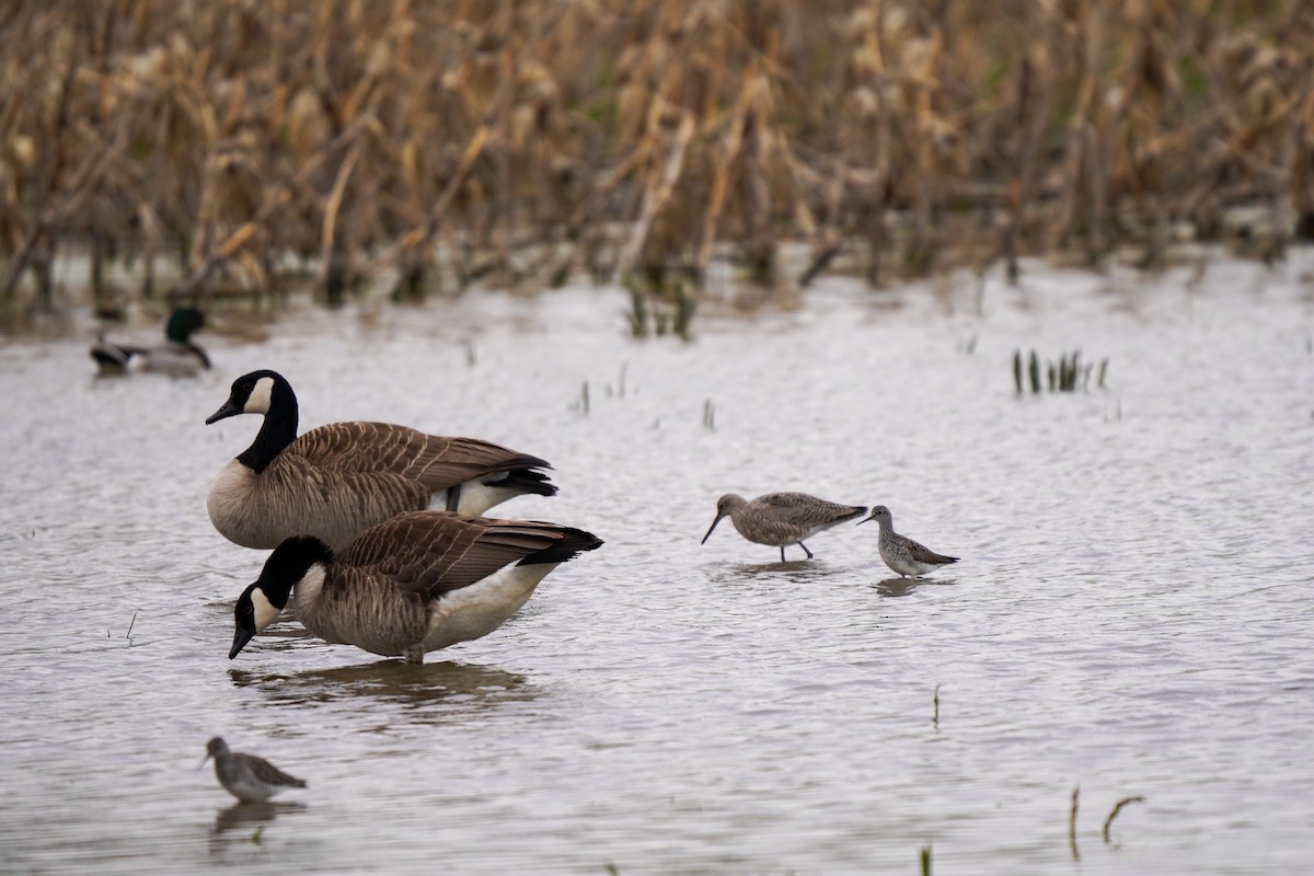 Willet - ML230348351