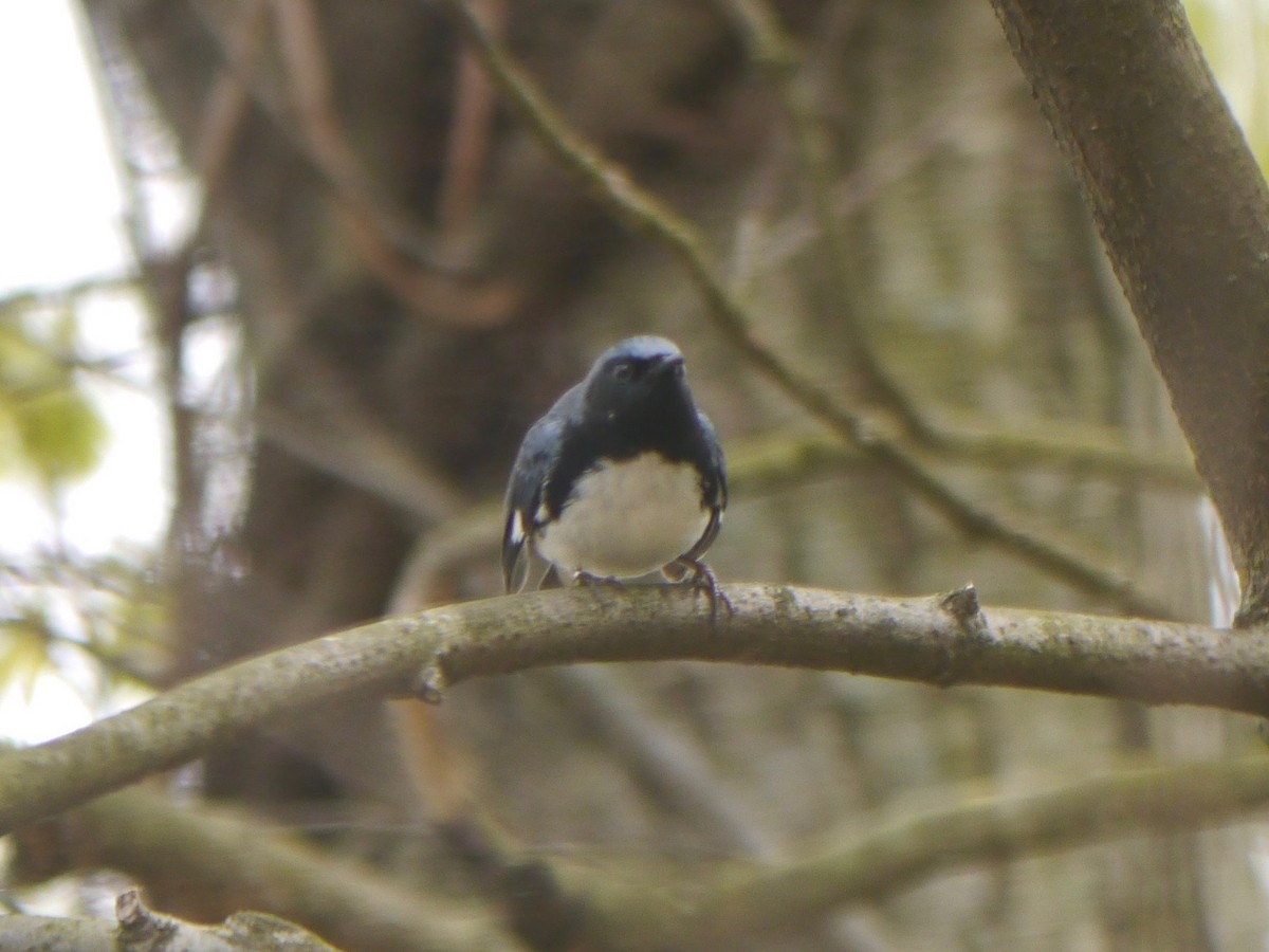 Black-throated Blue Warbler - Tom Ostrand