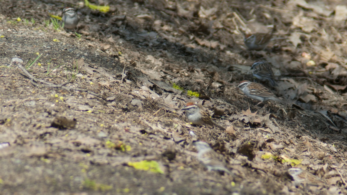 Chipping Sparrow - Jasper Weinberg