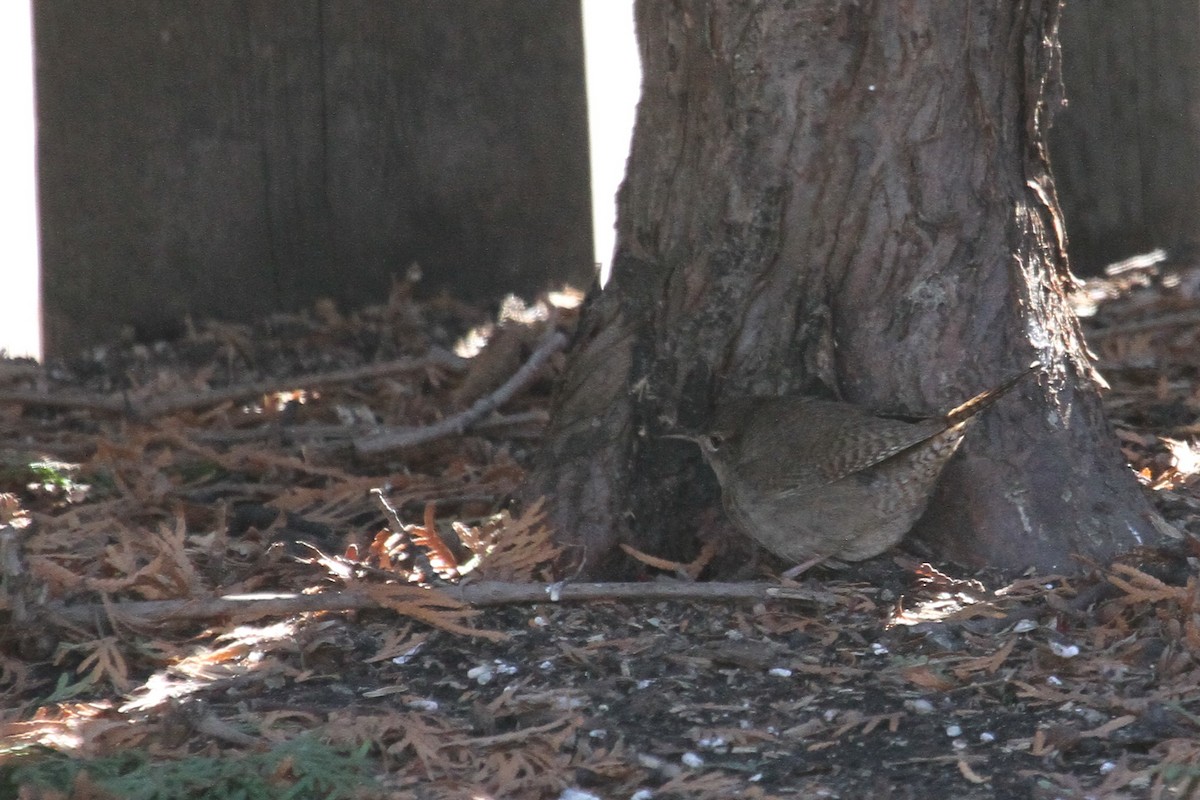 House Wren - Gord Schirlie