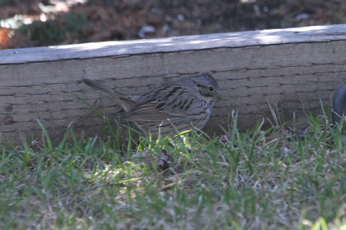 Lincoln's Sparrow - Gord Schirlie