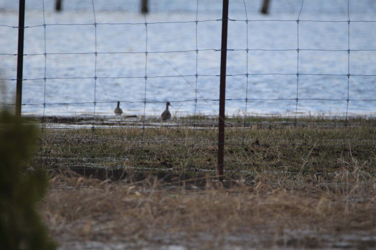 Lesser Yellowlegs - ML230353181