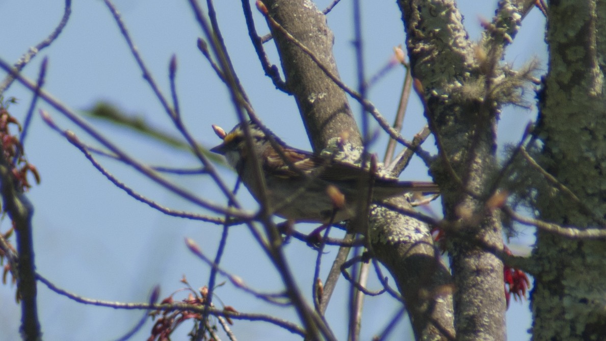 White-throated Sparrow - ML230353431