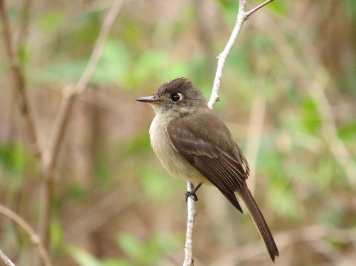 Cuban Pewee - Ann Truesdale