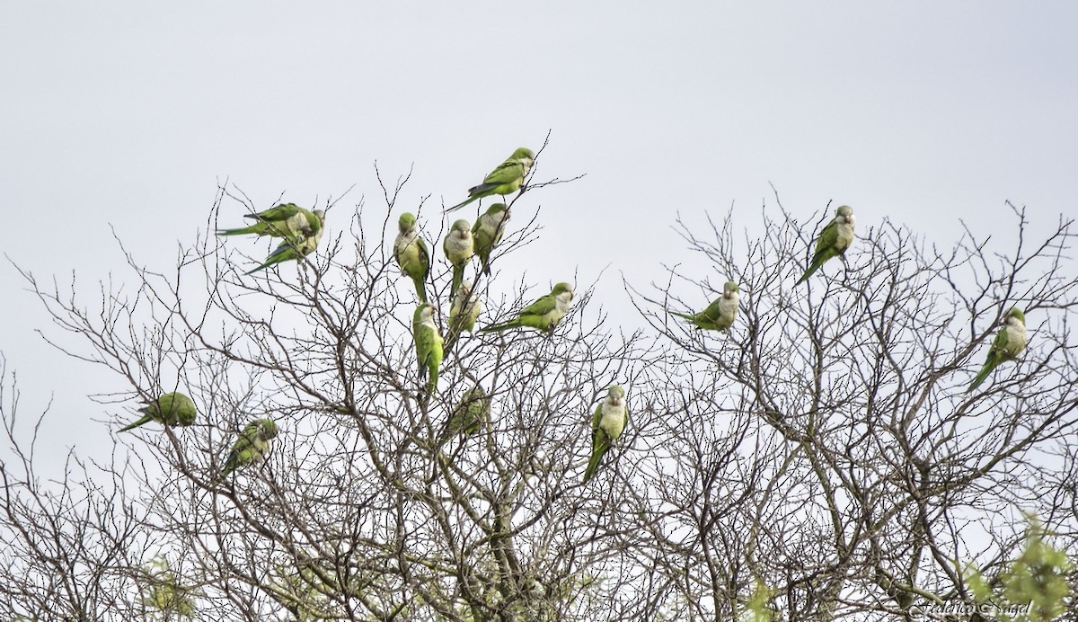 Monk Parakeet - ML230354211