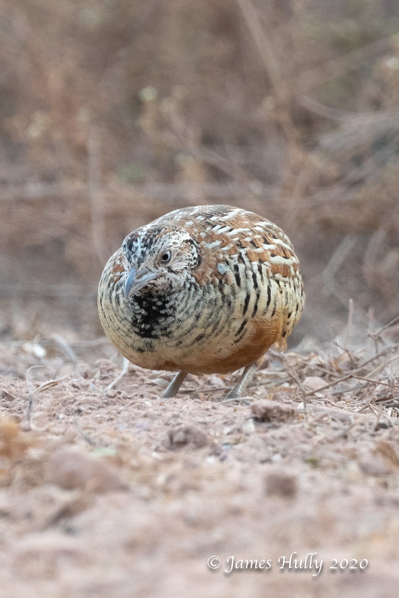 Barred Buttonquail - ML230354361