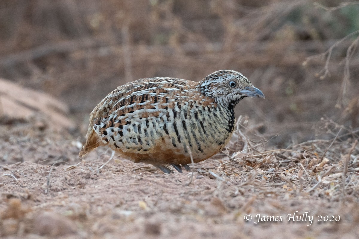 Barred Buttonquail - ML230354441