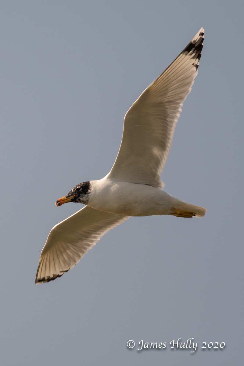 Pallas's Gull - ML230354531