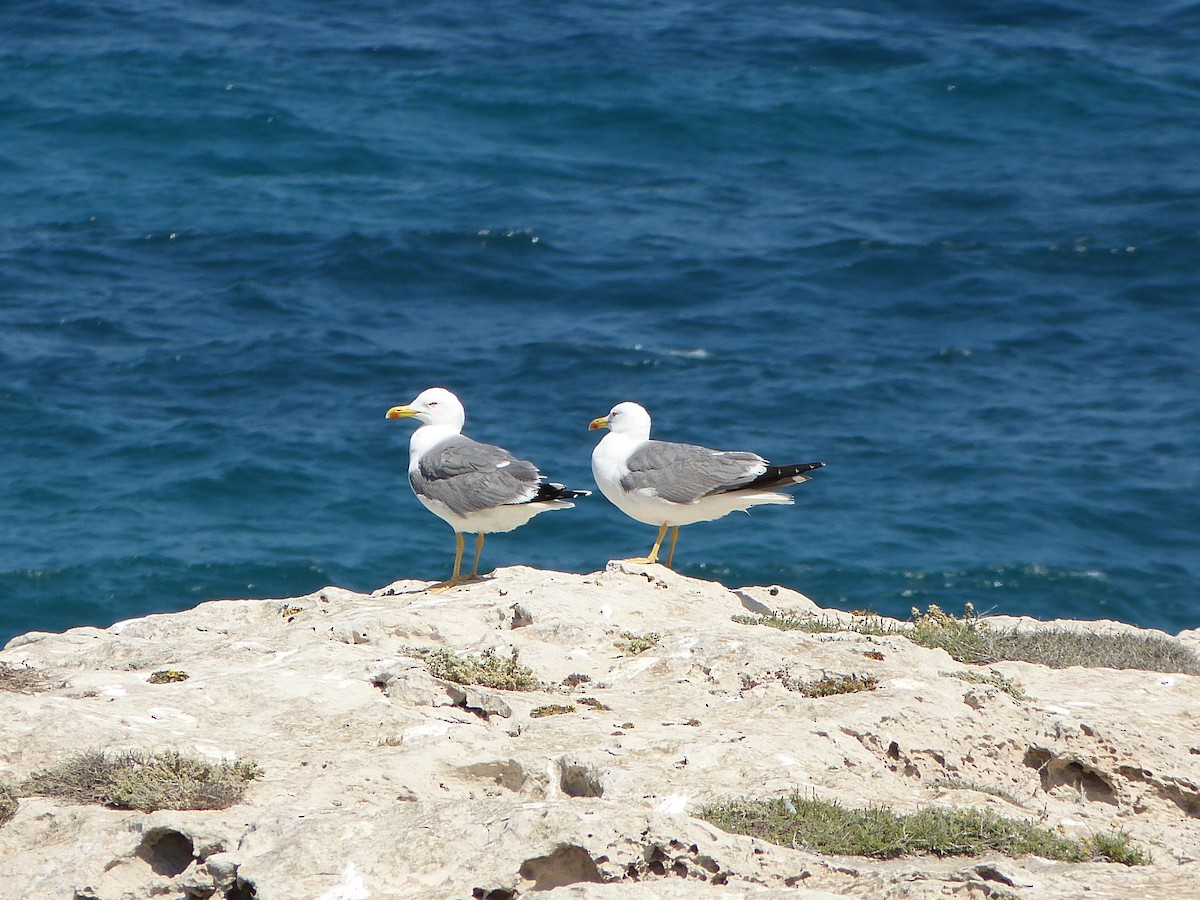 Yellow-legged Gull - ML230355811