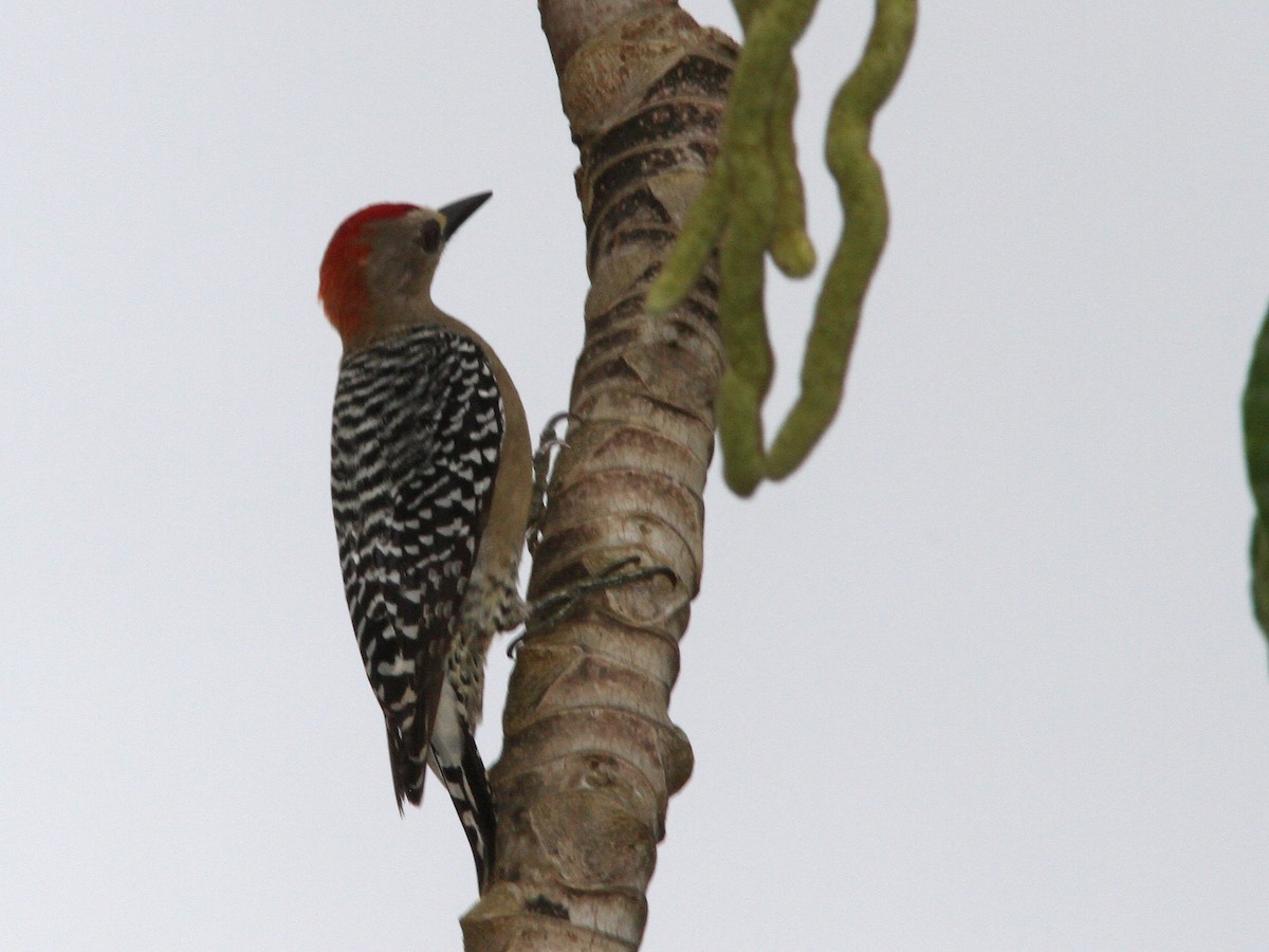 Red-crowned Woodpecker - ML23035701