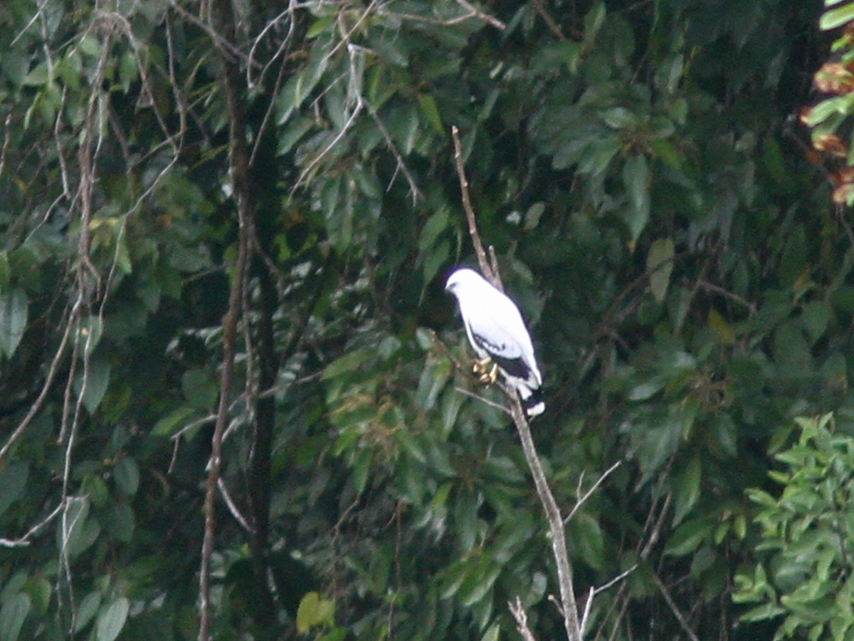 White Hawk - Larry Therrien