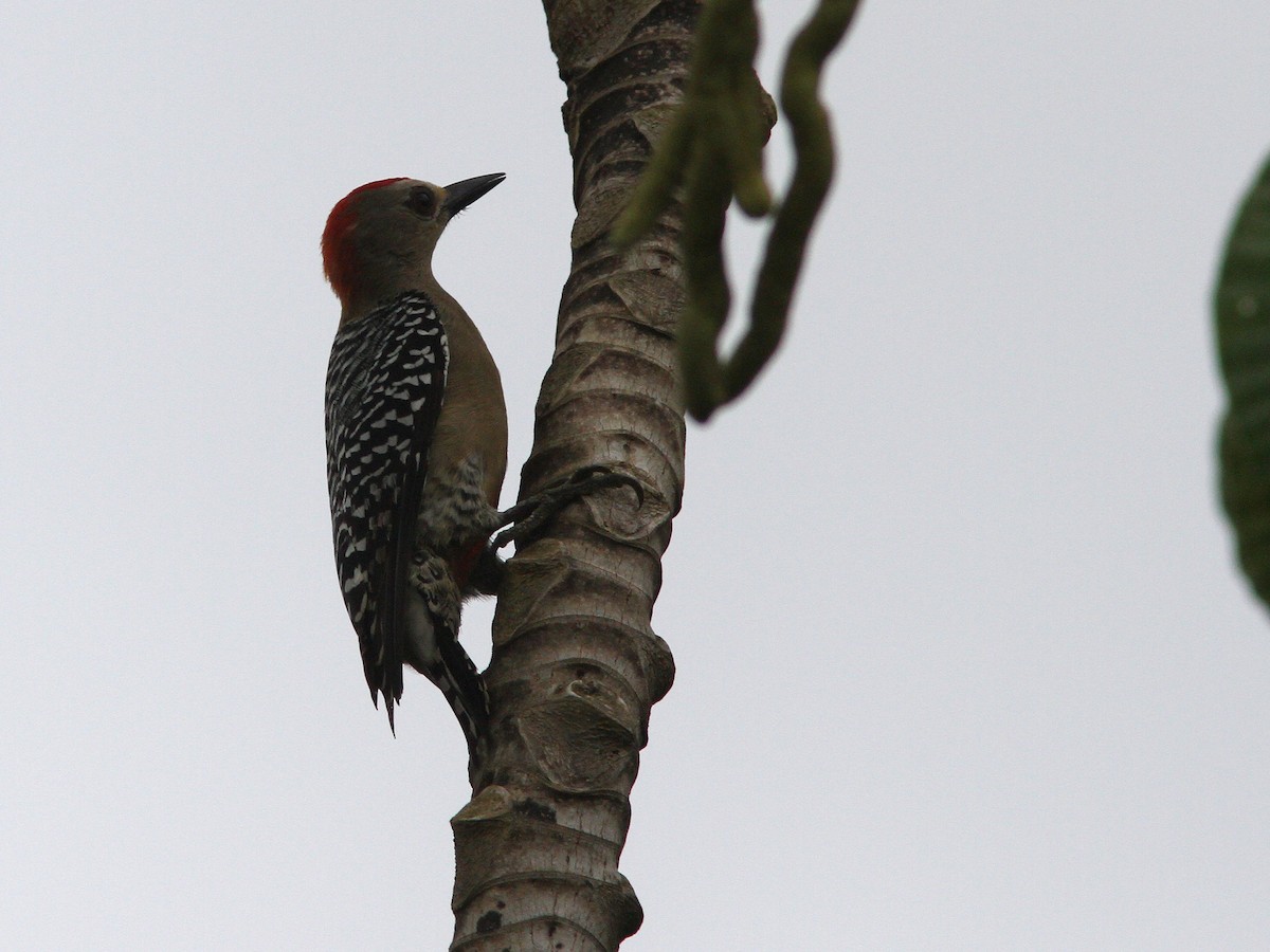 Red-crowned Woodpecker - ML23035751