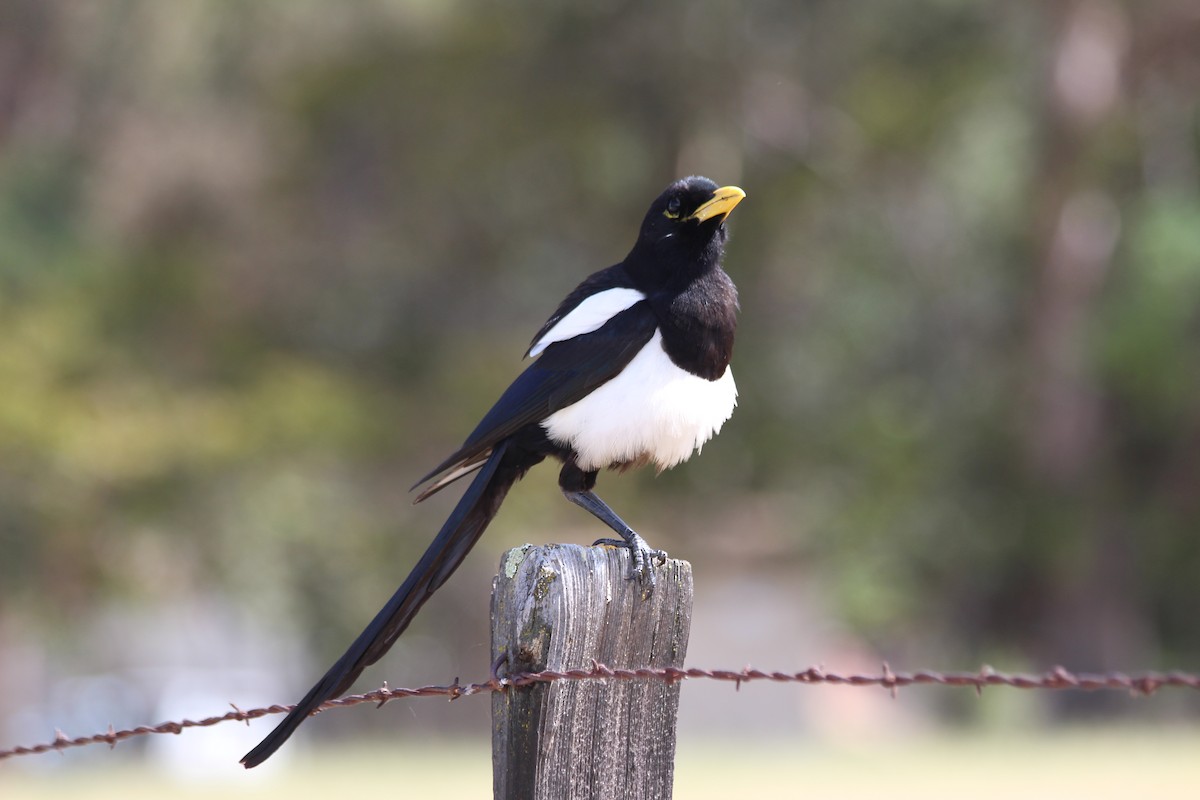 Yellow-billed Magpie - ML230358441