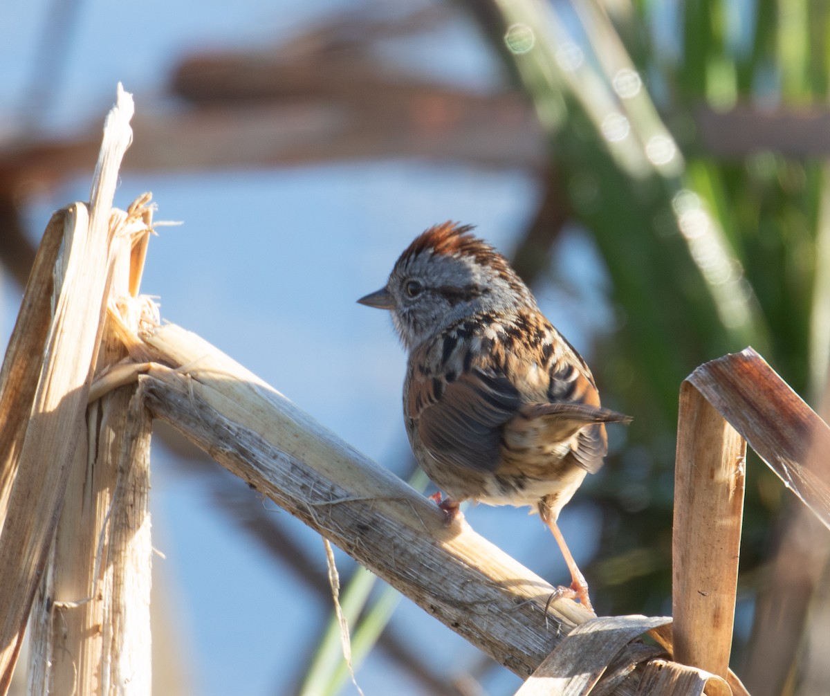 Swamp Sparrow - ML230358451